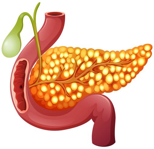 Pancreas Treatment